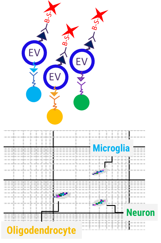Exosomes Graf