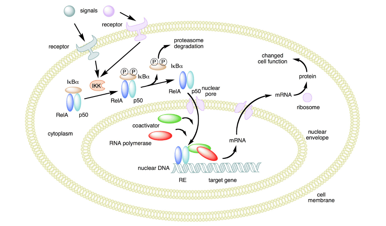 Cell signaling and gene expression pathway