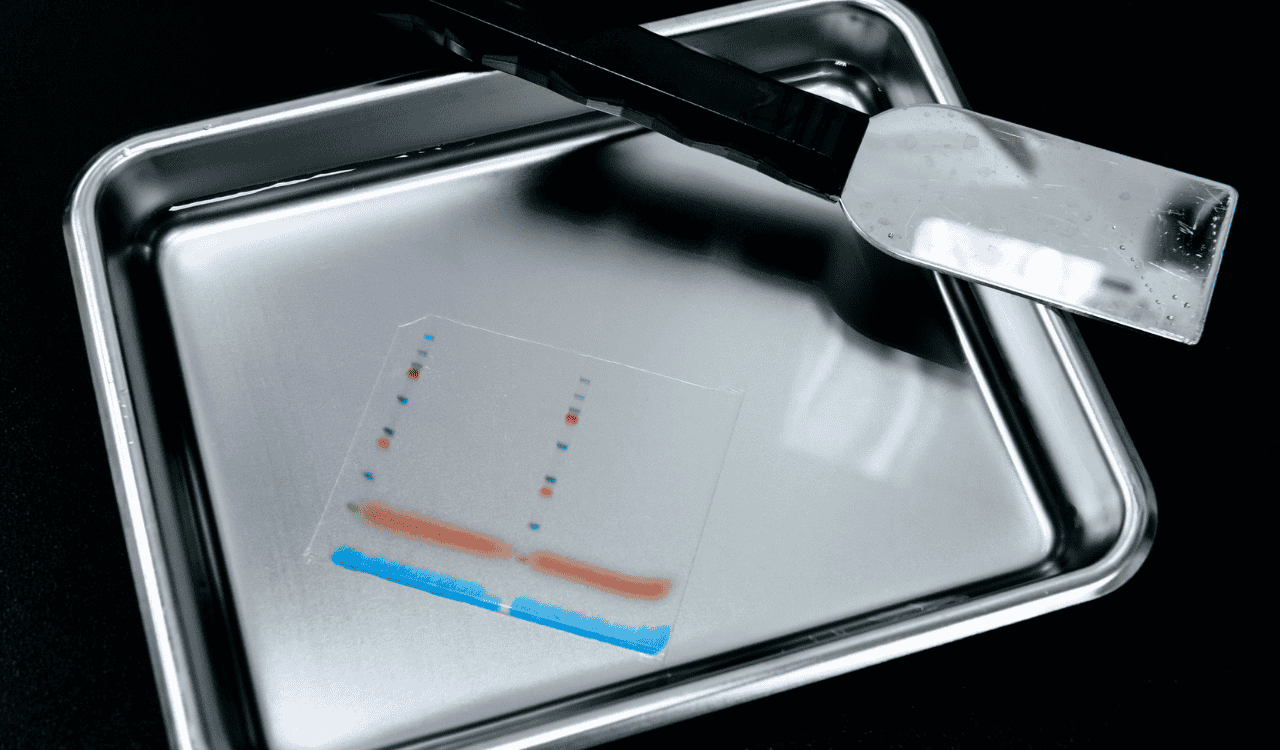 Protein Simple Jess A Guide to Automated Western Blotting