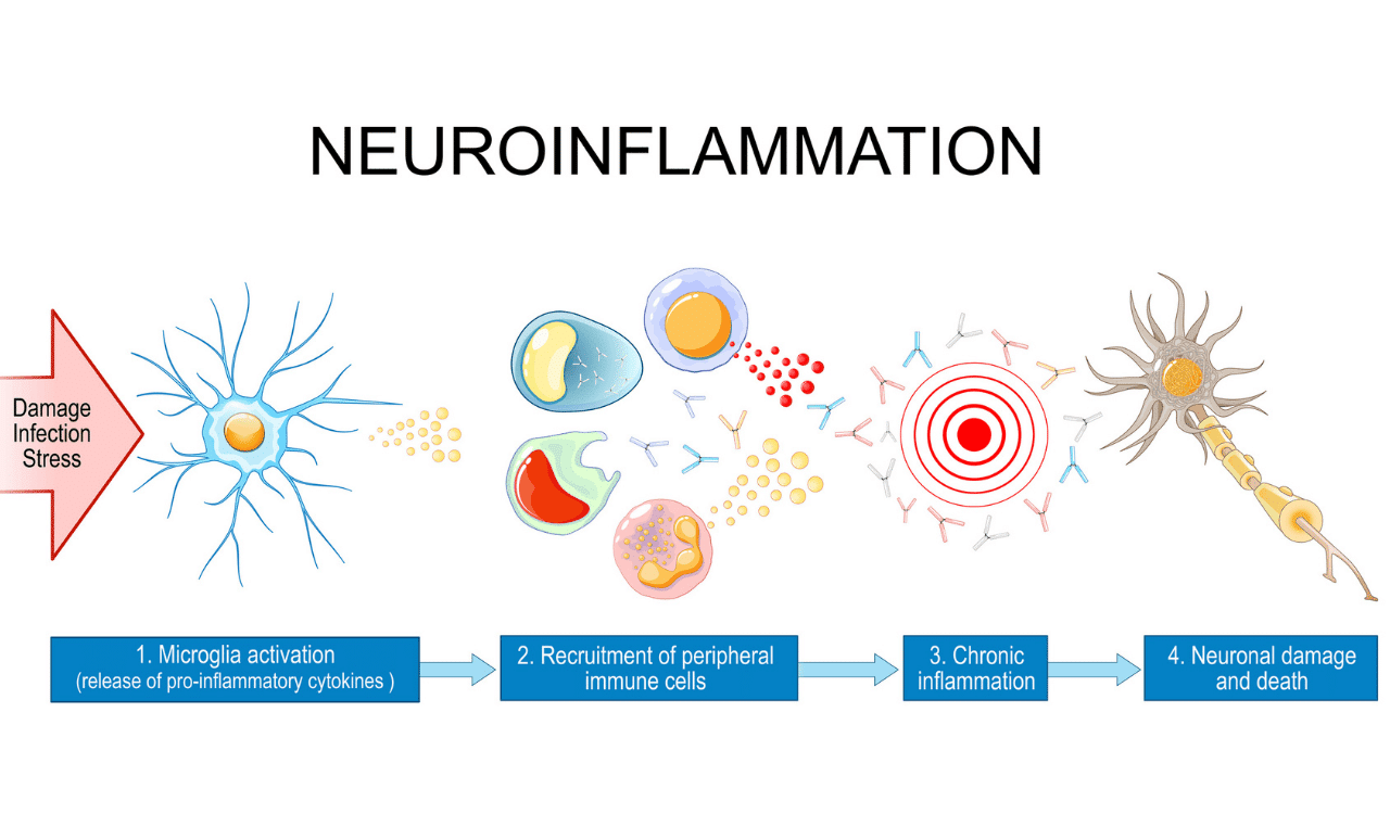 Cytokine testing services: How to choose the right CRO for neurotherapeutics