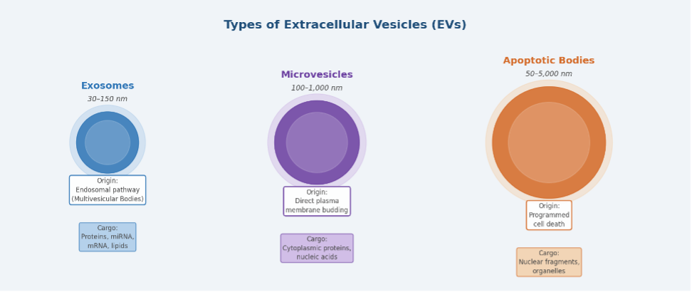 The three main types of extracellular vesicles
