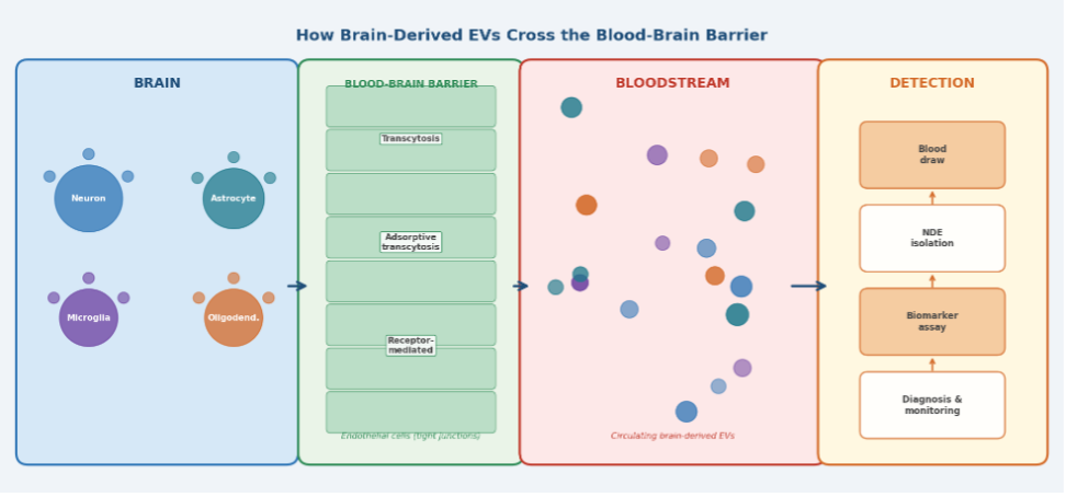 The brain-to-blood transit pathway of extracellular vesicles