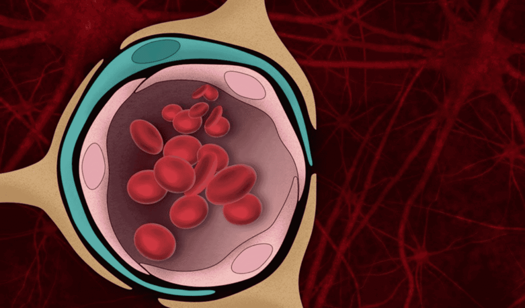 How Extracellular Vesicles Carry Biomarkers from the Brain to Blood