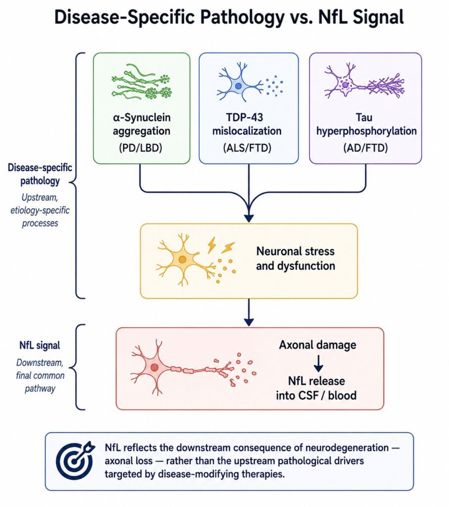 Schematic showing NfL as a downstream marker of neuronal death compared to upstream disease-specific pathology markers like TDP-43 and alpha-synuclein