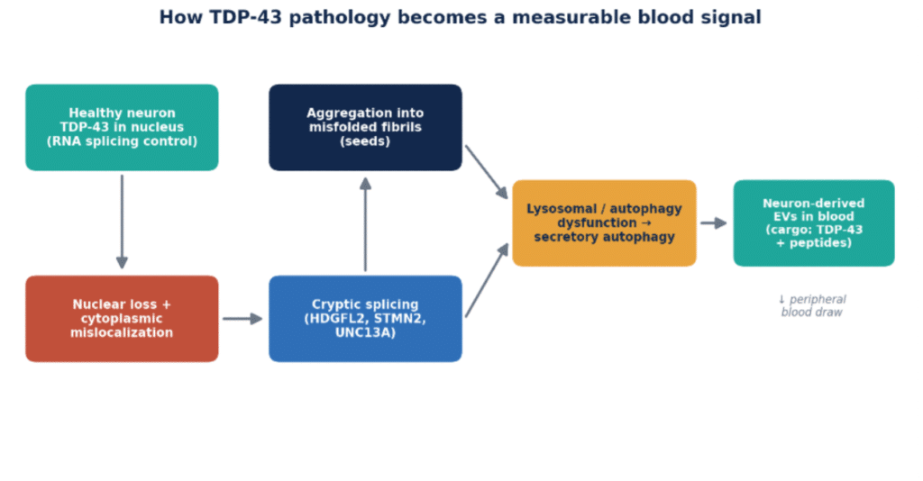 How TDP-43 pathology becomes a measurable blood signal
