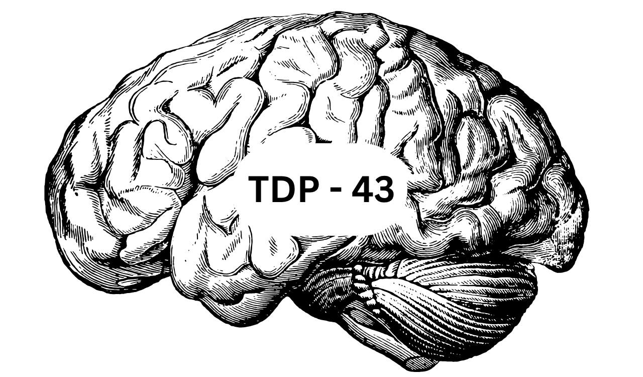 TDP-43 Proteinopathy